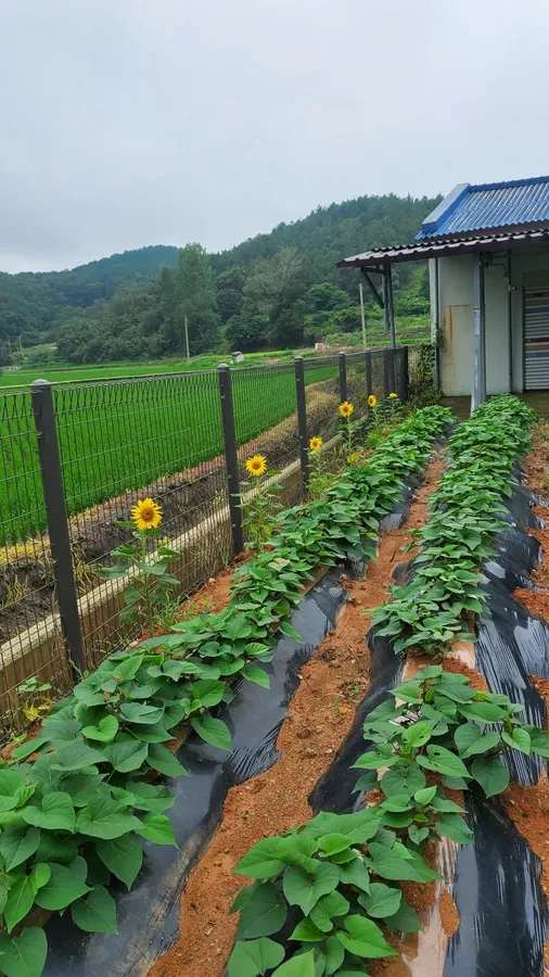 매물 이미지 2