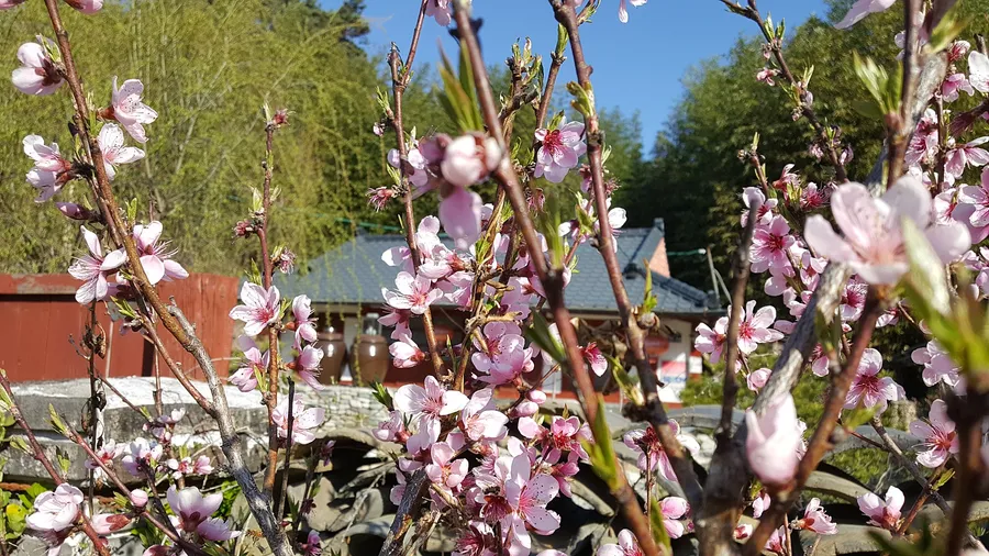 경북 울진 시골집 매매 - 금강송 숲, 5500만원