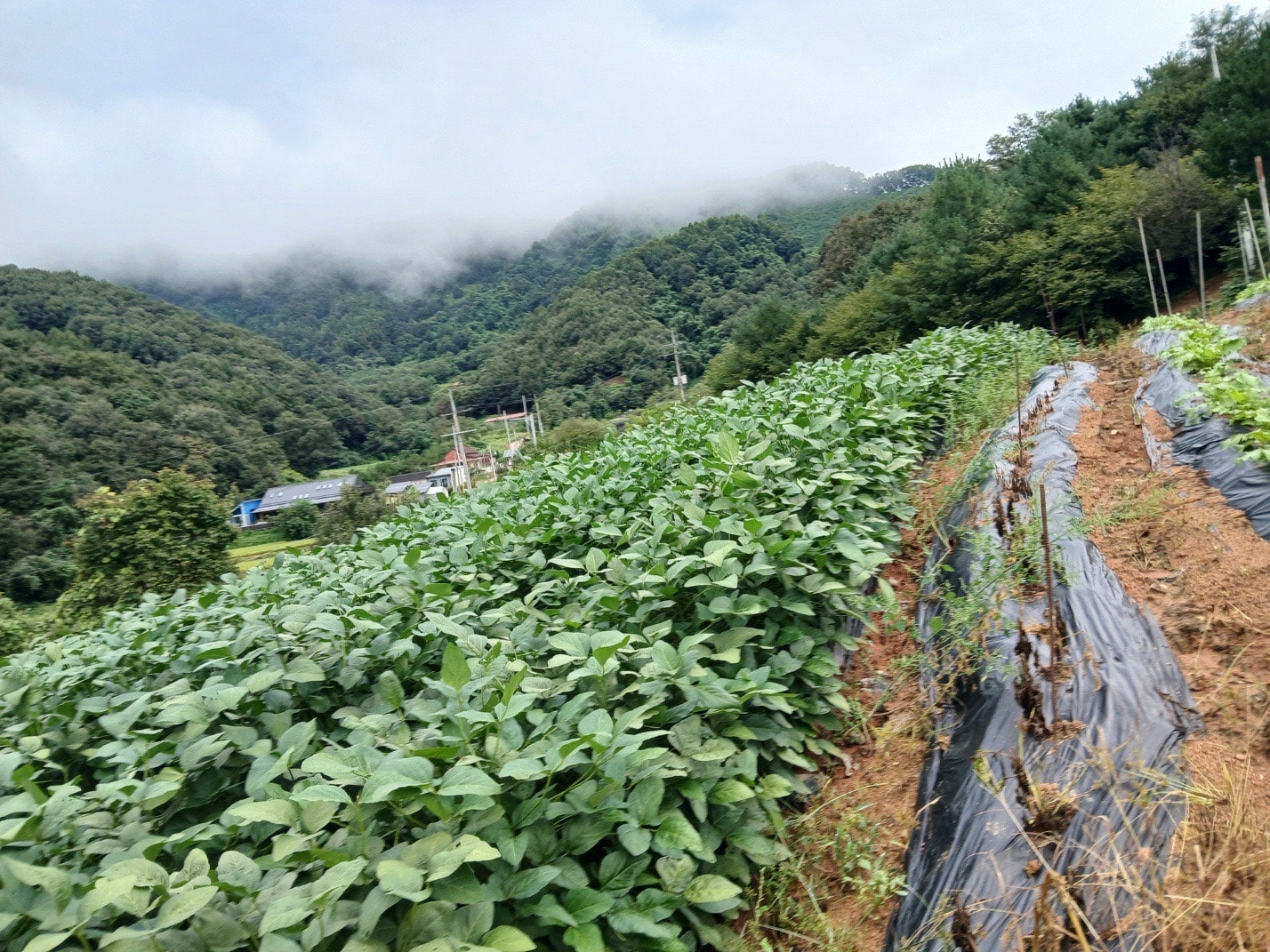 충북 충주 토지 매매 - 4,000평 대규모 부지, 펜션 사업 추천 상세 사진 2