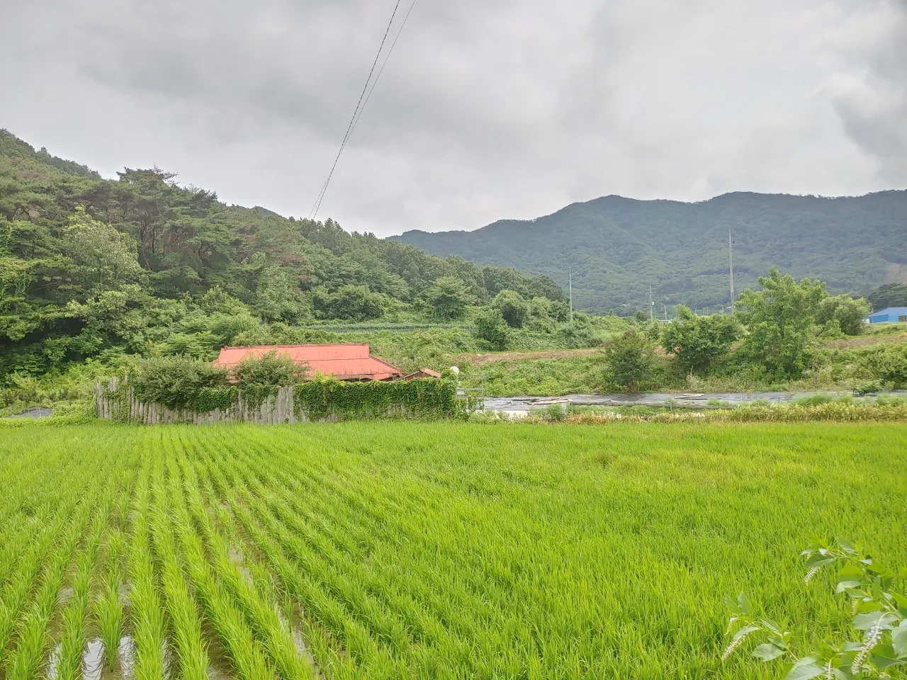 충남 청양군 남양면 백금리 시골집 전경