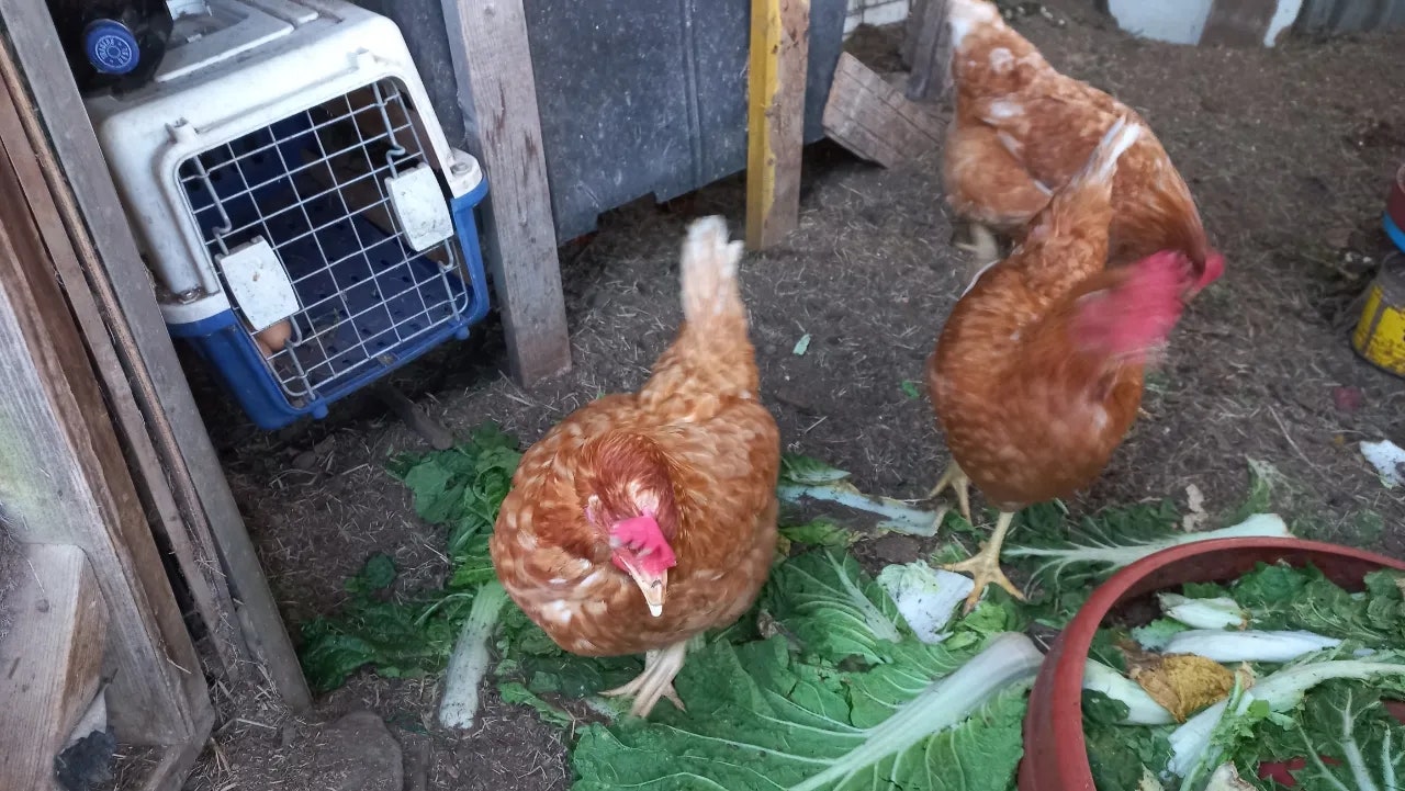 경남 고성 시골집 매매 - 141평 넓은 텃밭 세컨하우스 상세 사진 12