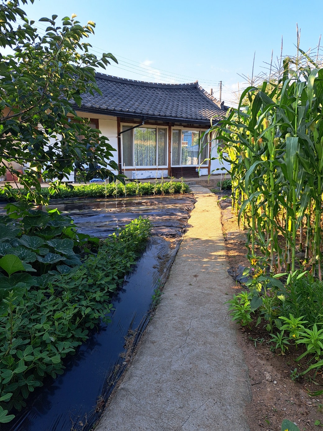 전북 고창군 흥덕면 시골집 전경