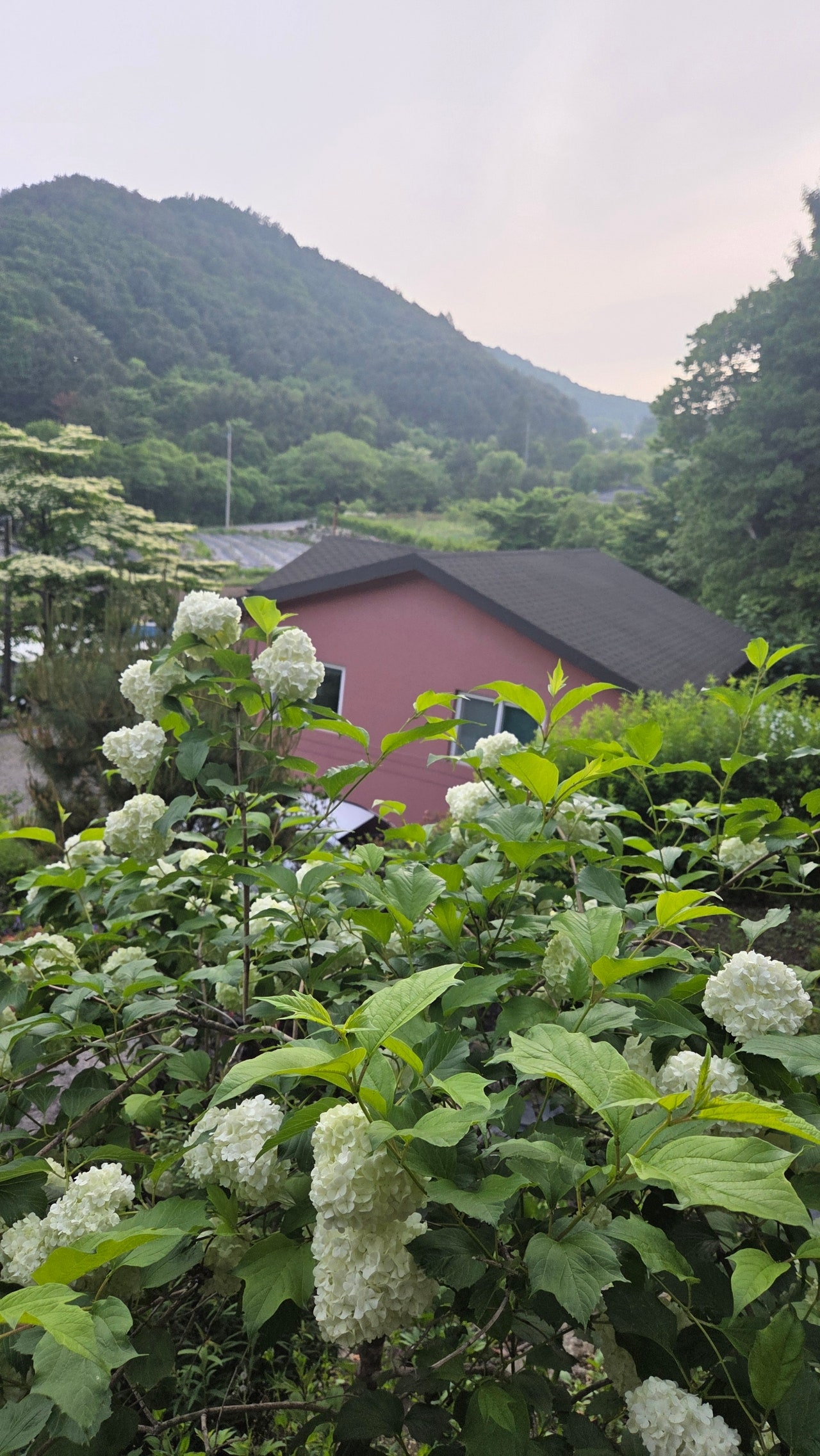 경남 합천 전원주택 매매 - 가야산 인근 넓은 마당과 텃밭 상세 사진 7
