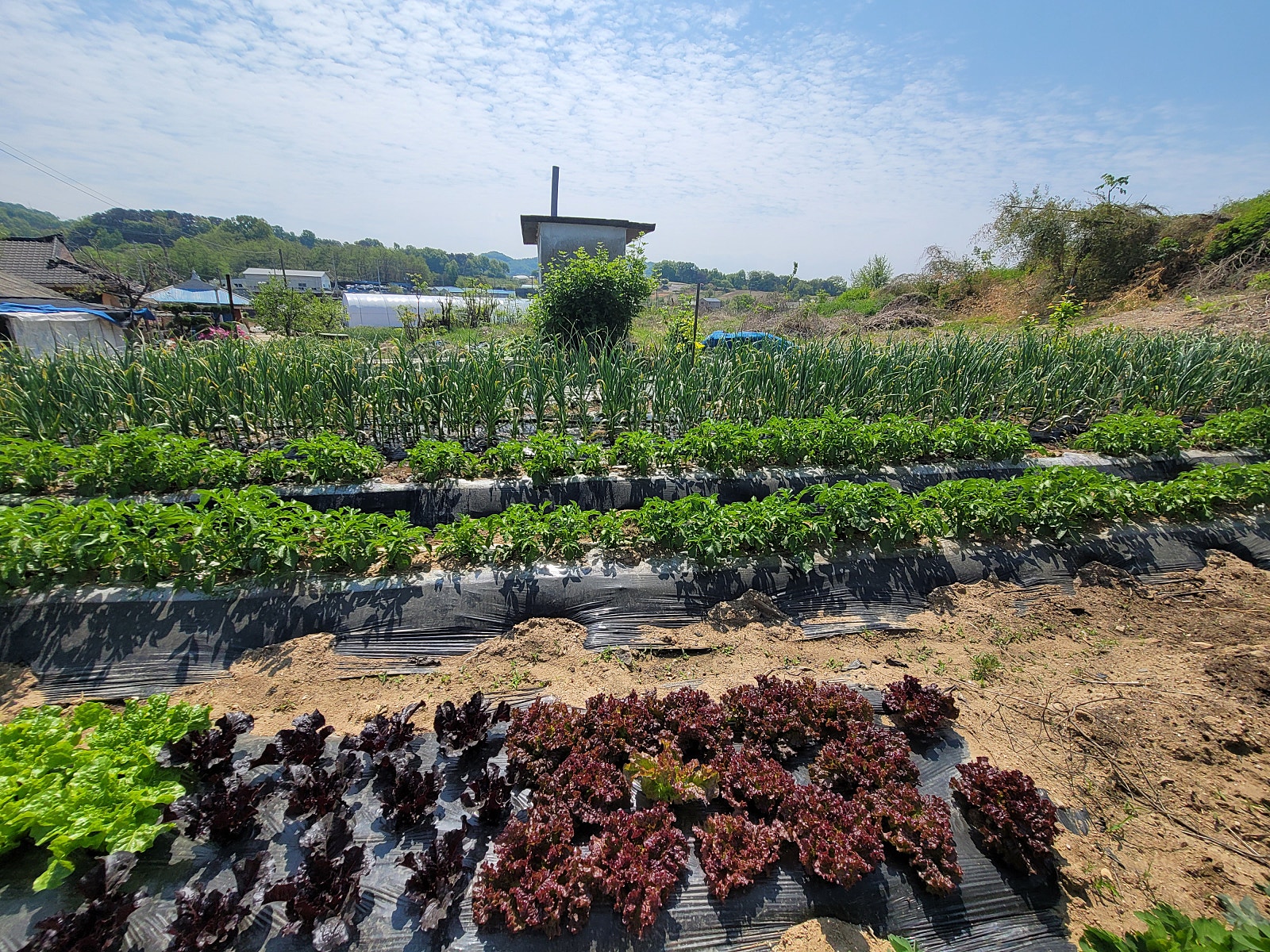 충남 논산 시골집 매매 - 아버지를 위한 텃밭과 흙집 상세 사진 13