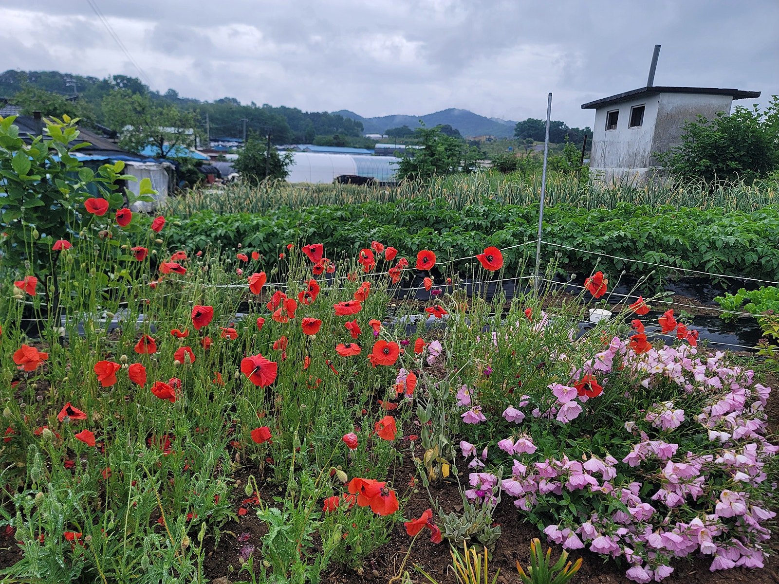 충남 논산 시골집 매매 - 아버지를 위한 텃밭과 흙집 상세 사진 19